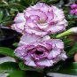 2 PCS Seeds 'Blue Spirit' Adenium Obesum Perennial Bonsai Flower