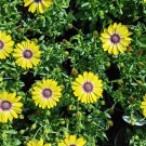 100 PCS Seeds African Daisy Fantastic Annual Gerbera jamesonii Flowers 100 PCS Seeds African Daisy Fantastic Annual Gerbera jamesonii Flowers