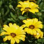100 PCS Seeds African Daisy Fantastic Annual Gerbera jamesonii Flowers