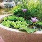 1 PCS Seeds 'Bride' Red Lotus Flower Water Lily Flower Aquatic Plants