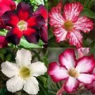 2 PCS Seeds 'Chounv Wudi' Adenium Desert Rose