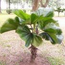 100 PCS Seeds Ruffled Fan Palm