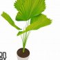 100 PCS Seeds Ruffled Fan Palm