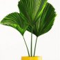 100 PCS Seeds Ruffled Fan Palm