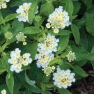 20 PCS Seeds 24 Color Lantana Camara Perennial Big Wild Sage Garden Flower Professional Pack 20 PCS Seeds 24 Color Lantana Camara Perennial Big Wild Sage Garden Flower Professional Pack
