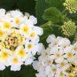 20 PCS Seeds 24 Color Lantana Camara Perennial Big Wild Sage Garden Flower Professional Pack