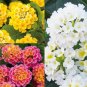 20 PCS Seeds 24 Color Lantana Camara Perennial Big Wild Sage Garden Flower Professional Pack