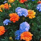 100 PCS Seeds 24 Kinds Different Flower Plant Bonsai 100 PCS Seeds 24 Kinds Different Flower Plant Bonsai