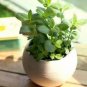 100 PCS Seeds 24 Kinds Different Flower Plant Bonsai