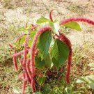 8000 PCS Seeds A Set Acalypha Hispida