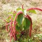 8000 PCS Seeds A Set Acalypha Hispida
