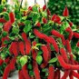 8000 PCS Seeds A Set Acalypha Hispida