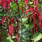 8000 PCS Seeds A Set Acalypha Hispida