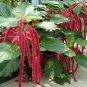 8000 PCS Seeds A Set Acalypha Hispida