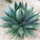 10 PCS Seeds Aagave horrida v horrida Succulent Garden Plants 10 PCS Seeds Aagave horrida v horrida Succulent Garden Plants