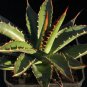 10 PCS Seeds Aagave horrida v horrida Succulent Garden Plants