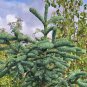 5 PCS Seeds Abies Procera Silver Fir Pine Tree Garden Plants