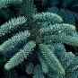 5 PCS Seeds Abies Procera Silver Fir Pine Tree Garden Plants