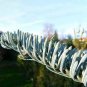 5 PCS Seeds Abies Procera Silver Fir Pine Tree Garden Plants