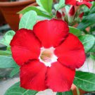 2 PCS Seeds Adenium Dark Red Petals Flower