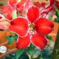 2 PCS Seeds Adenium Dark Red Petals Flower