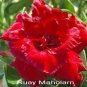 2 PCS Seeds Adenium Dark Red Petals Flower