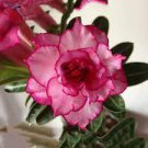 2 PCS Seeds Adenium Light Pink & Rose Red Petals Flower