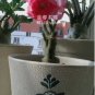 2 PCS Seeds Adenium Light Pink & Rose Red Petals Flower