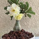 2 PCS Seeds Adenium Light Yellow 2 PCS Seeds Adenium Light Yellow