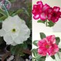 2 PCS Seeds Adenium Mixed White Colorful Red Flower