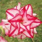 2 PCS Seeds Adenium Mixed White Colorful Red Flower 2 PCS Seeds Adenium Mixed White Colorful Red Flower