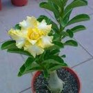 2 PCS Seeds Adenium Mixed Yellow White Petals with red stripe Flower
