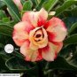 2 PCS Seeds Adenium Mixed Yellow White Petals with red stripe Flower