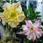 2 PCS Seeds Adenium Mixed Yellow White Petals with red stripe Flower