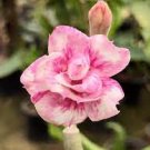 2 PCS Seeds Adenium 'Tearose' Pink White Spot Stripe Bonsai Flowers