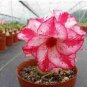 2 PCS Seeds Adenium 'Tearose' Pink White Spot Stripe Bonsai Flowers