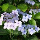 5 PCS Seeds 'Big-leaf Hydrangea' Purple Peony Tree