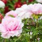 5 PCS Seeds 'Big-leaf Hydrangea' Purple Peony Tree