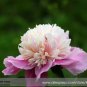 5 PCS Seeds 'Big-leaf Hydrangea' Purple Peony Tree