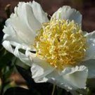 5 PCS Seeds 'Hei Bai Pei' White Peony Flowers with Dark Brown Spot Heart Plant