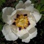 5 PCS Seeds 'Hei Bai Pei' White Peony Flowers with Dark Brown Spot Heart Plant