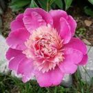 5 PCS Seeds 'Phoenix Feather' Red White Peony Shrub 5 PCS Seeds 'Phoenix Feather' Red White Peony Shrub
