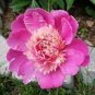 5 PCS Seeds 'Phoenix Feather' Red White Peony Shrub