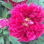 5 PCS Seeds 'Phoenix Feather' Red White Peony Shrub
