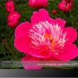 5 PCS Seeds 'Phoenix Feather' Red White Peony Shrub