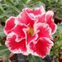 2 PCS Seeds Adenium New Pumsawai Desert Rose Bonsai
