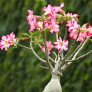 100 PCS Seeds Adenium Obesum Seeds Desert Roses Fresh Red Big Double Flowers 100 PCS Seeds Adenium Obesum Seeds Desert Roses Fresh Red Big Double Flowers