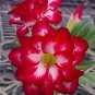 100 PCS Seeds Adenium Obesum Seeds Desert Roses Fresh Red Big Double Flowers