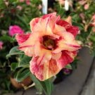 2 PCS Seeds Adenium Orange Petals with Light Purple Stripes Flower 2 PCS Seeds Adenium Orange Petals with Light Purple Stripes Flower