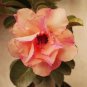 2 PCS Seeds Adenium Orange Petals with Light Purple Stripes Flower